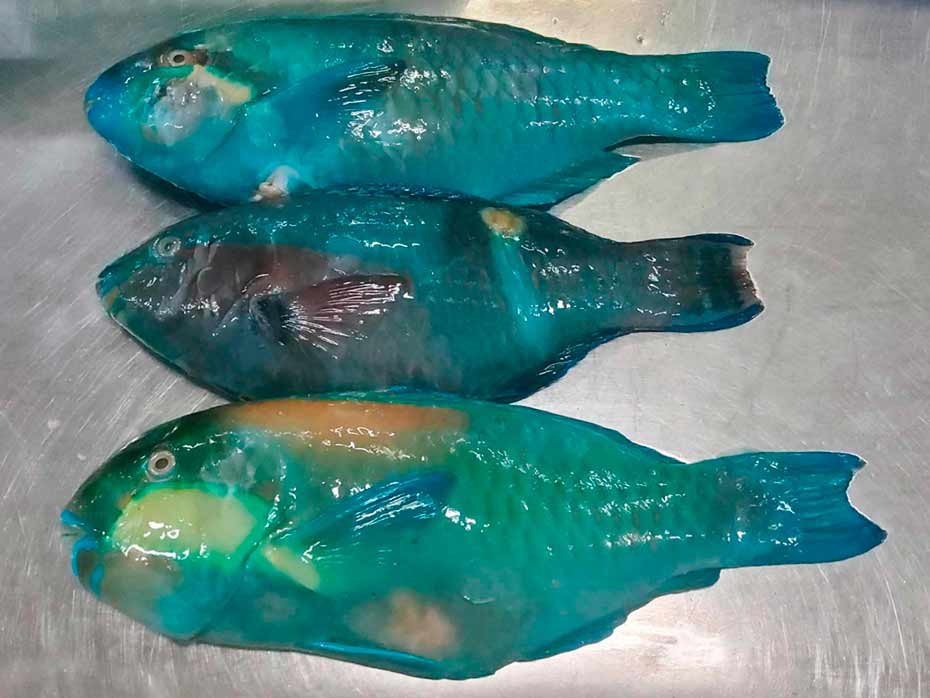 Blue Parrotfish