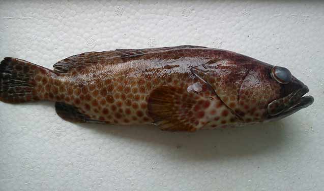 Brownspotted Grouper Brownspotted Grouper