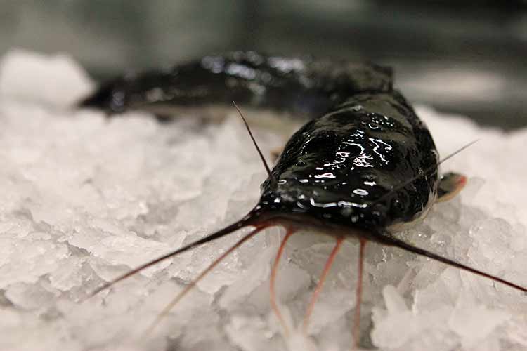 Catfish Catfish