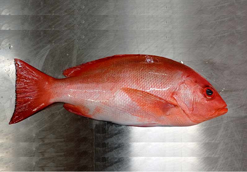 Crimson Snapper Chlorurus capistratoides