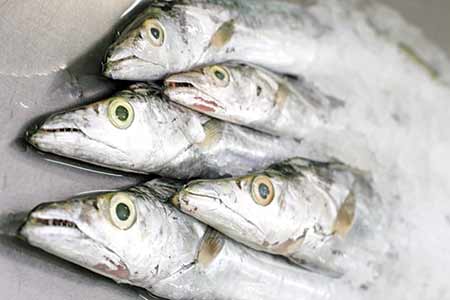 Cutlassfish Cutlassfish