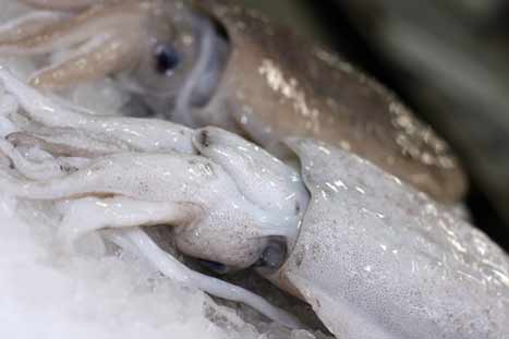 Cuttlefish Cuttlefish