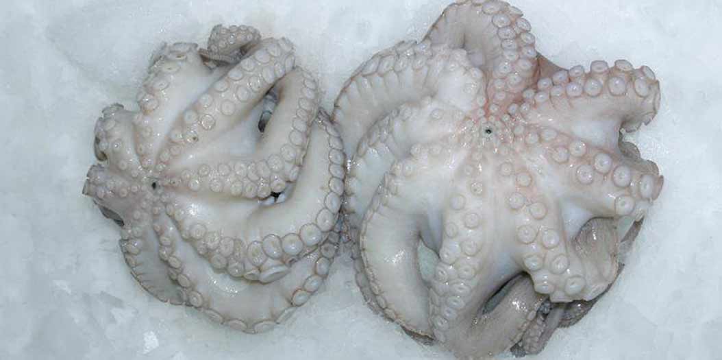 Fresh Octopus Fresh Octopus