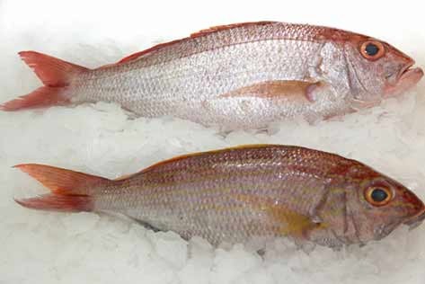Goldband Snapper Goldband Snapper