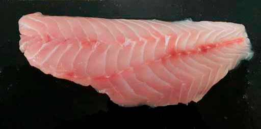 Grouper Fillet Grouper Fillet