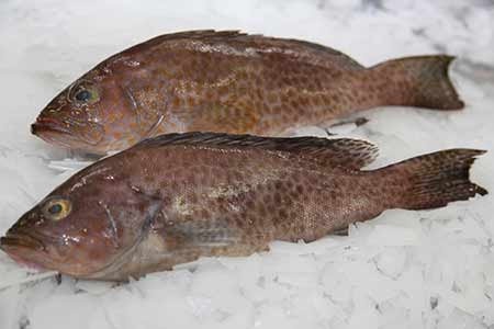 Grouper