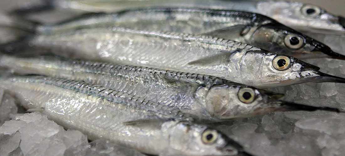 Needlefish Needlefish