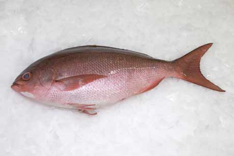 PINJALO SNAPPER PINJALO SNAPPER