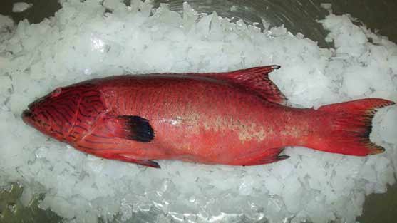 Plectropomus maculatus Plectropomus maculatus