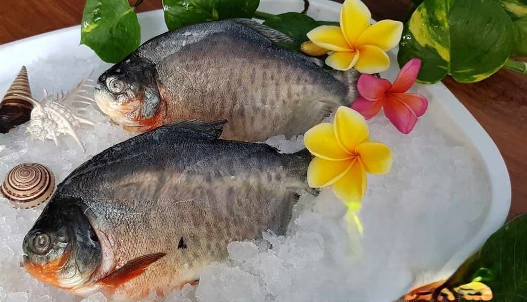 Pomfret Farm Raised