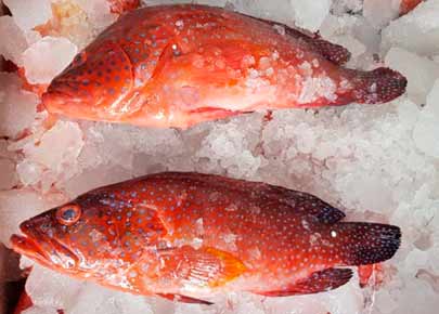 Red Grouper Red Grouper