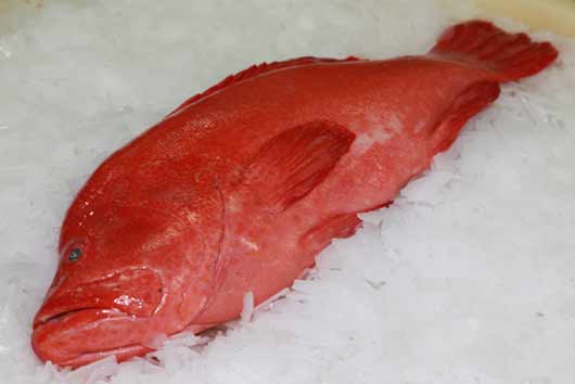 Red Grouper Red Grouper