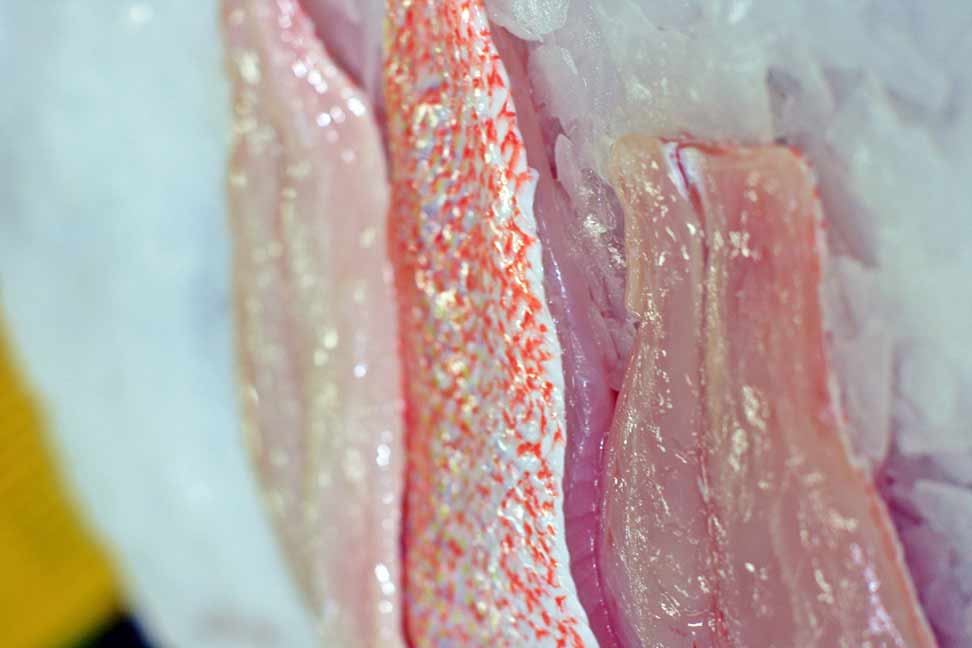 Snapper Fillet Snapper Fillet