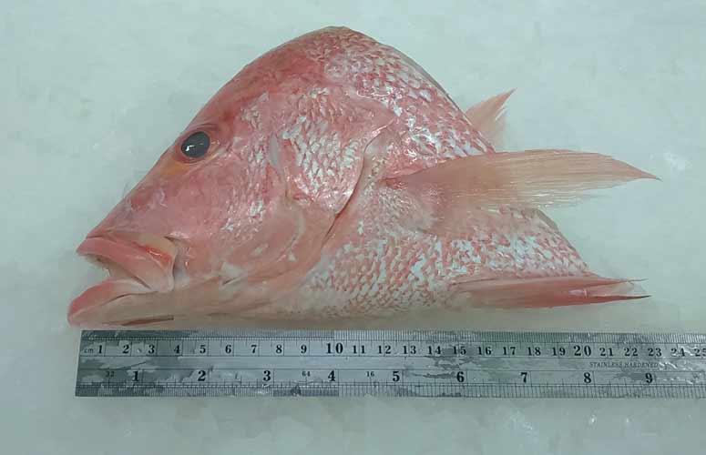 Snapper Head Snapper Head