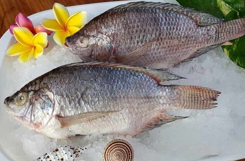 Tilapia Tilapia