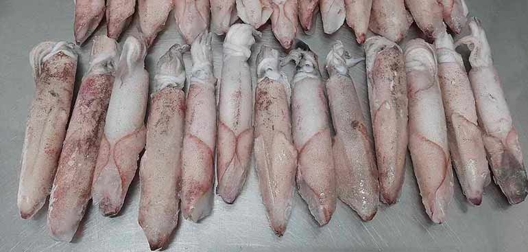 Frozen Squid Frozen Squid