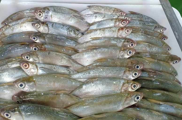 Milkfish for bait Milkfish for bait
