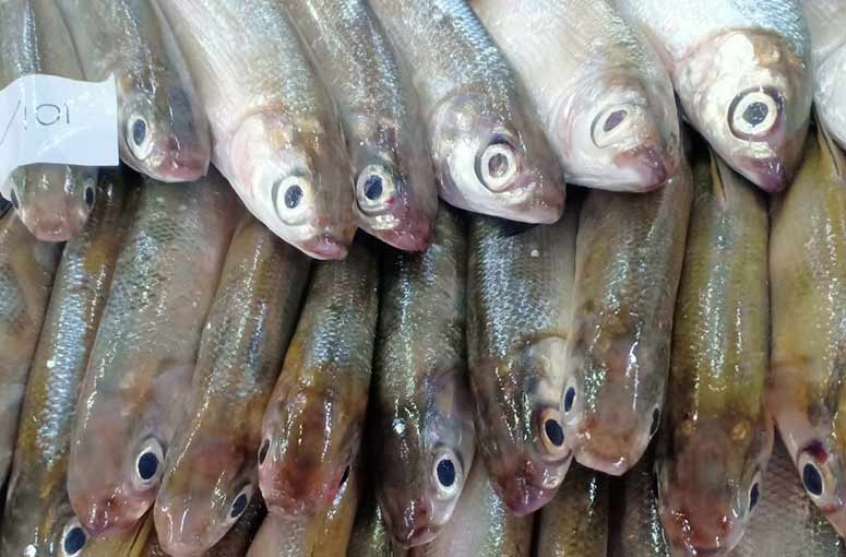 Milkfish for bait Milkfish for bait