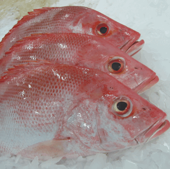 Red Snapper