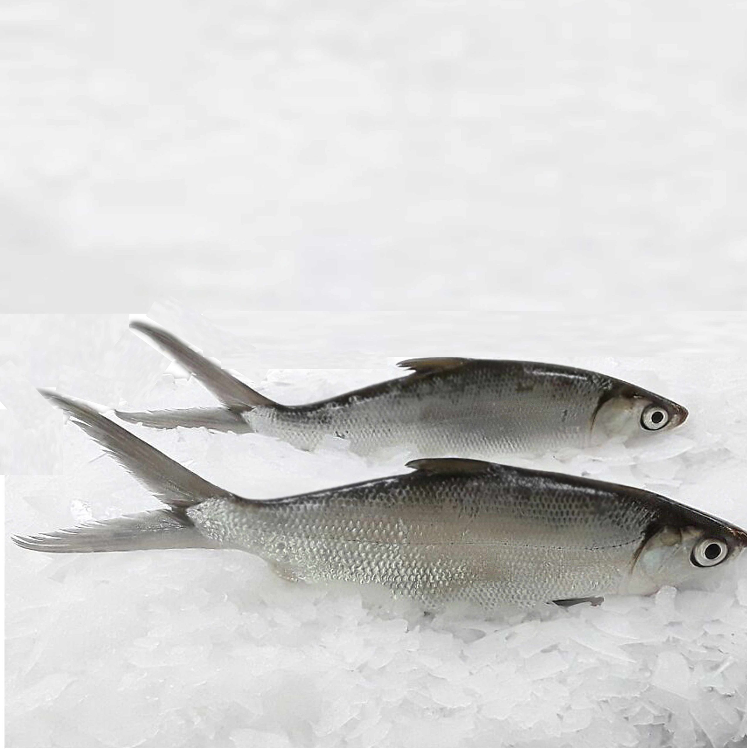 MILKFISH