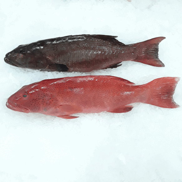 Grouper