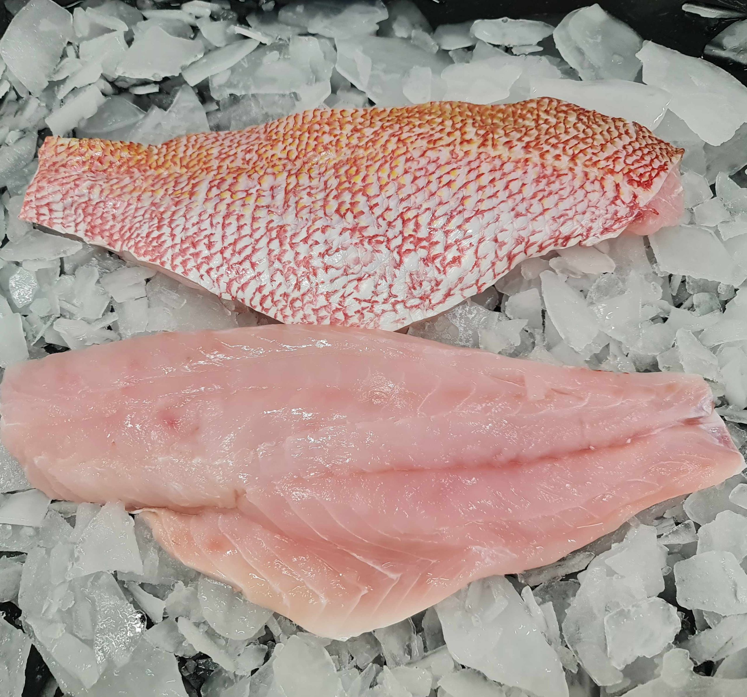 snapper fillet snapper fillet